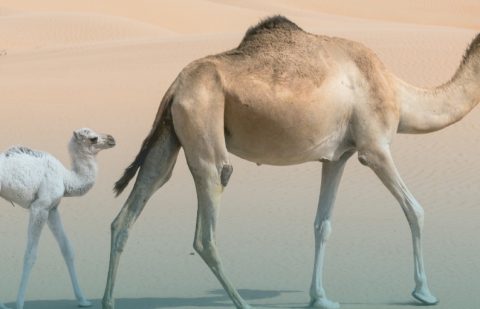 وزارة البيئة والمياه والزراعة